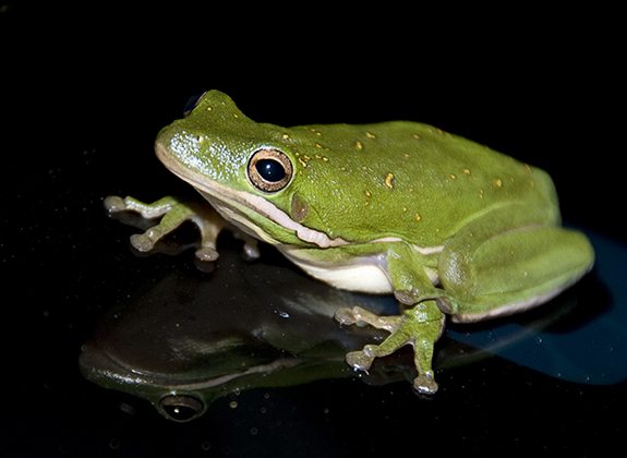 Greentreefrog_Kotz